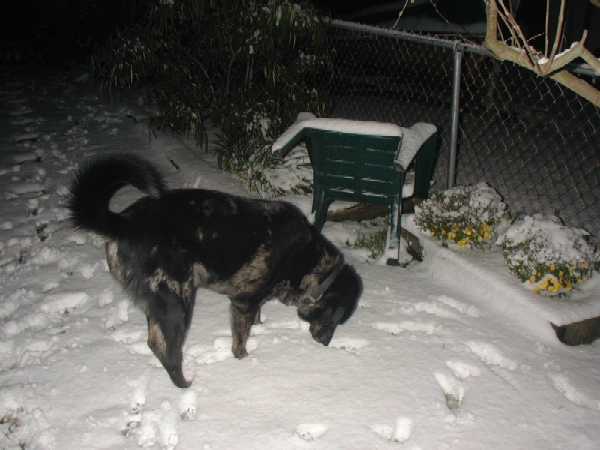 The Burleson's dog Dakota sniffing the snow.