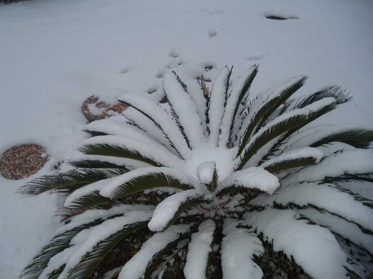 Palm tree in snow at 369 Ling