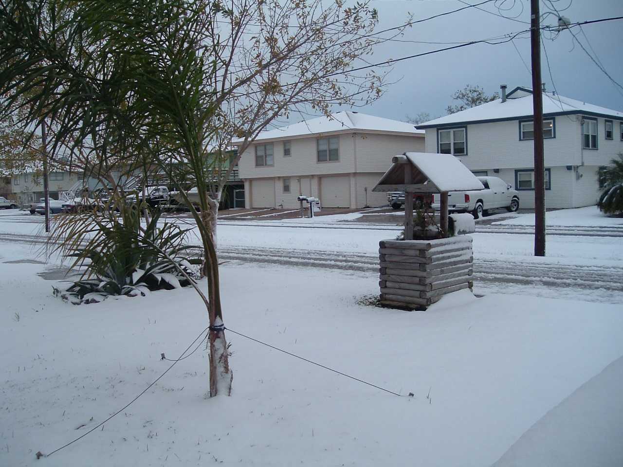 The Hall's yard at 369 Ling.