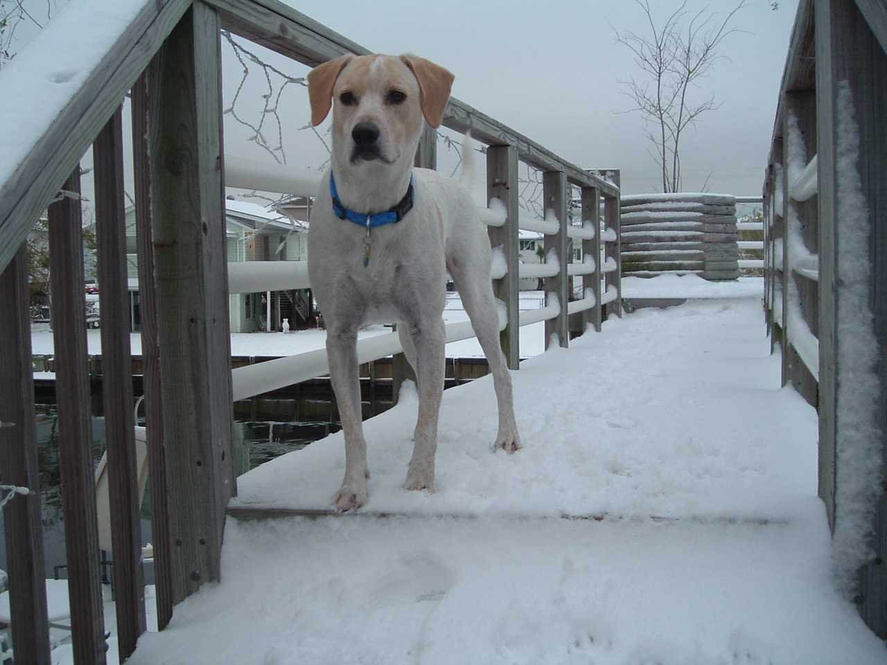 Baxter the Hall's dog enjoying the snow.
