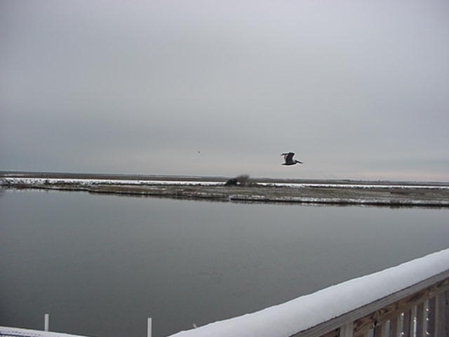 Pelican flies over Highland Bayou on Christmas morning.