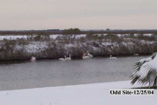 White pelicans taking in the strange site of snow in Bayou Vista marsh.