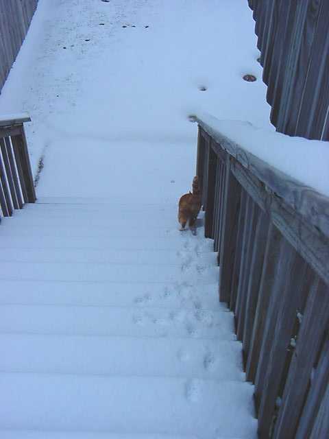 McIntyre's cat Tango taking  it's first walk in the snow.
